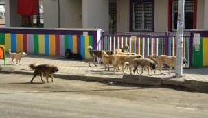                 ŞEHİR MERKEZİNDEKİ BAŞI BOŞ KÖPEKLER TEHLİKE SAÇIYOR