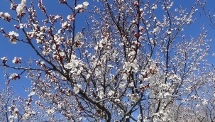 KAYISI AĞAÇLARI BEYAZ GELİNLİĞİNİ GİYDİ 