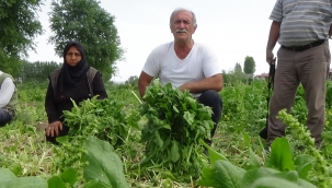 ISPANAK VE SOĞAN TARLADA KALDI: ÇİFTÇİ, ÜRÜNÜ MALİYETİNE BİLE SATAMIYOR.