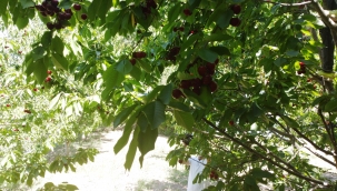 DOĞU ANADOLU BÖLGESİNİN KİRAZI IĞDIR OVASINDAN