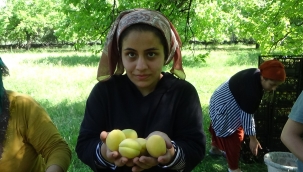 IĞDIR'DA SARI ALTIN DİYE ADLANDIRILAN KAYSI HASADI BAŞLADI.
