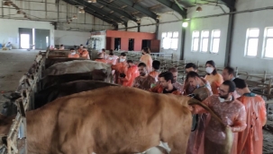 İneklerde Uygulamalı Reprodüktif Ultrasonografi Kursu