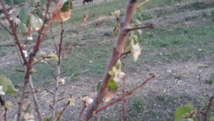 SONBAHARDA ÇİÇEK AÇAN KAYISI AĞACI ŞAŞIRTTI