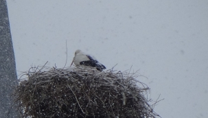IĞDIR'DA LEYLEKLERE KAR SÜRPRİZİ