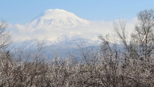 IĞDIR'DA İLKBAHARLA BİRLİKTE KAYISI AĞAÇLARI ÇİÇEK AÇTI.