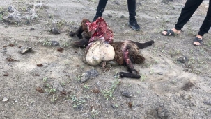 Kurtlar 17 Koyunu telef etti, 