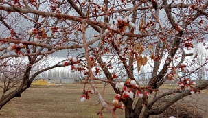 Iğdır'da kayısı ağaçları çiçek açtı