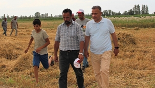 Iğdır'da Buğday Hasadı Başladı