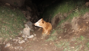 IĞDIR'DA DEREYE  DÜŞEN İNEĞİ ÖZEL İDARE EKİPLERİ KURTARDI