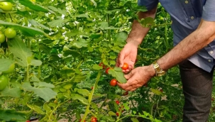 Iğdır Üniversitesi'nde Yetiştirilen Domateslerin Hasat Süreci Başladı