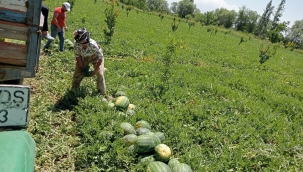 ÖRNEK ÇİFTÇİ  ALİCAN AKÇAN'IN  ORGANİK KARPUZLARI PİYASADA