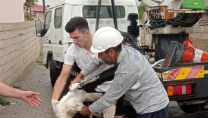  YUVASINDA MAHZUR KALAN LEYLEĞİ TEDAŞ EKİPLERİ KURTARDI