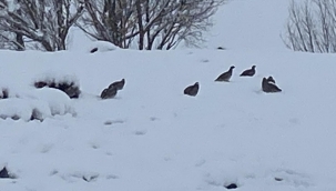 IĞDIR'IN TUZLUCA İLÇESİ KÖYLERİNDE KAR ETKİLİ OLDU