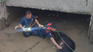 Sulama kanalına  düşen inek öldü