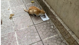 Soğuk Havalarda Sokak Hayvanlarını Unutmayalım