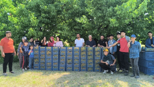 Iğdır'da Kayısı Hasadı Başladı