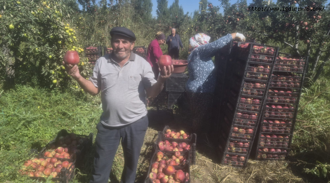 Iğdır'da  Al Elma Hasadı Başladı : Üretici  Ürününü Satamıyor