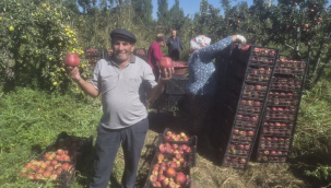 Iğdır'da Al Elma Hasadı Başladı : Üretici Ürününü Satamıyor