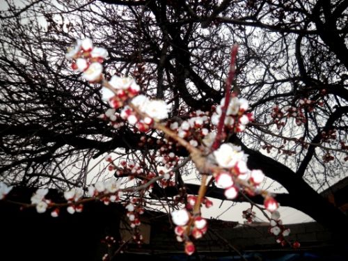 Iğdır'da Kayısı Ağaçları Çiçek Açtı