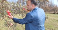 IĞDIR GIDA, TARIM VE HAYVANCILIK İL MÜDÜRLÜĞÜNDEN ÇİFTÇİLERE ELMA İÇ KURDU UYARISI