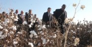IĞDIR İLİNDE PAMUK HASADI BAŞLADI 