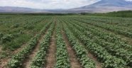 Iğdır pamuğa yeniden kavuşuyor 
