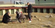 Iğdır'da aşılanan sokak hayvanları küpeleniyor 