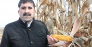 IĞDIR'DA KIŞ MEVSİMİNDE İLK DEFA DANE MISIR HASADI 