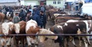 Iğdır'da 'Şap' Görüldü 21 Gün Hayvan Satışları Durduruldu 