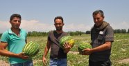 ÖRNEK ÇİFTÇİ ALİCAN AKÇAN'IN ORGANİK KARBUZLARI PİYASADA 